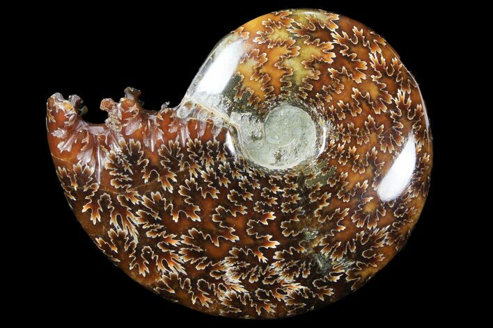 Polished, Agatized Ammonite (Cleoniceras) - Madagascar #94242